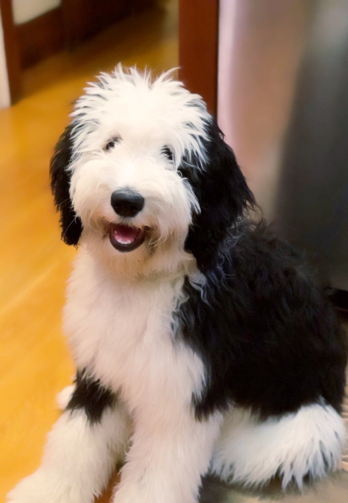 The 4 Best Sheepadoodle Breeders in Idaho (ID) - 2022